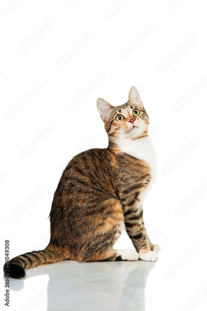 Obraz premium Cat sitting isolated on white background
