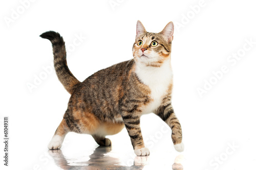 Obraz na płótnie Cat walking isolated on white w salonie