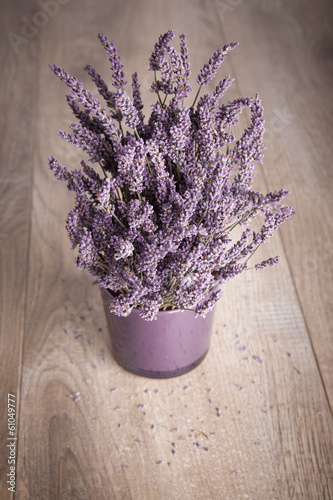 Lavendel