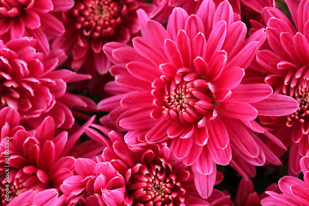 Bouquet of pink autumn chrysanthemum, close up