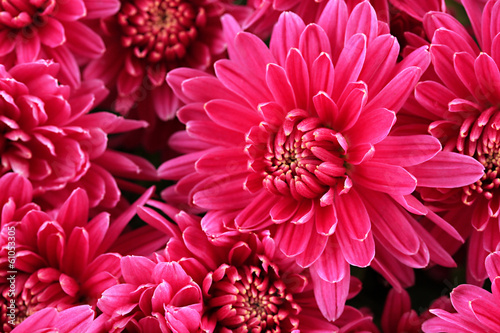 Bouquet of pink autumn chrysanthemum  close up