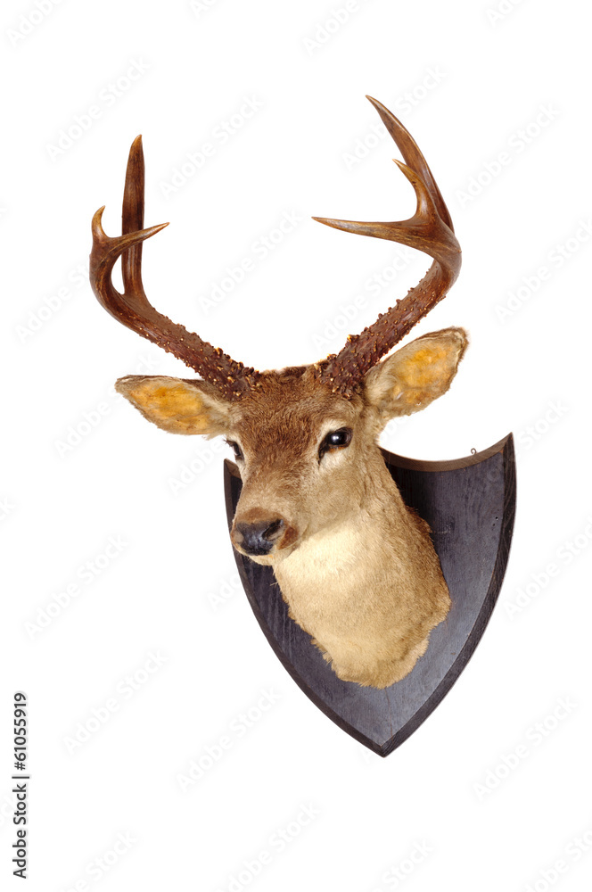Fototapeta premium Whitetail head mount isolated on white background