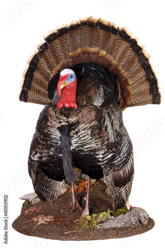 taxidermy of a male (Tom) turkey in full strutt