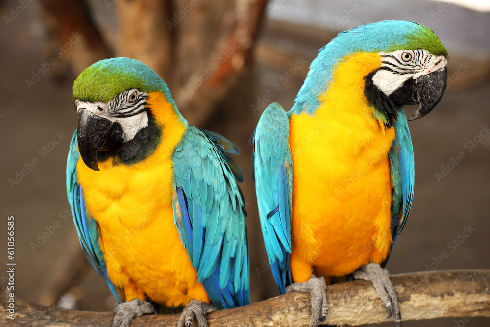 Macaws