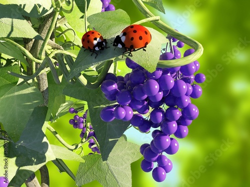Grapes and ladybug.