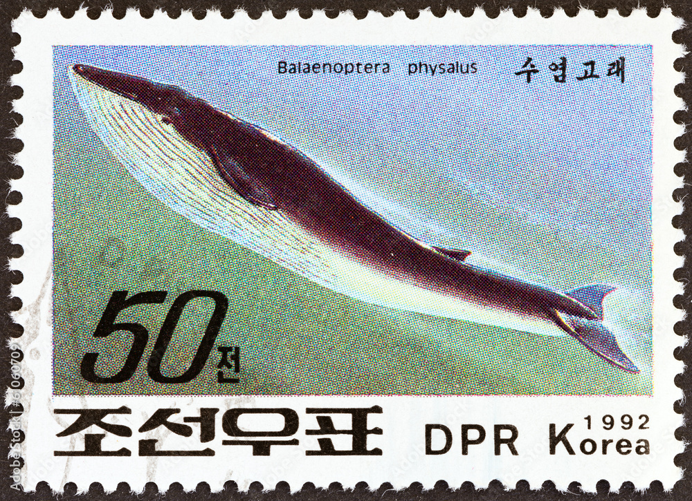 Fototapeta premium Fin Whale (North Korea 1992)