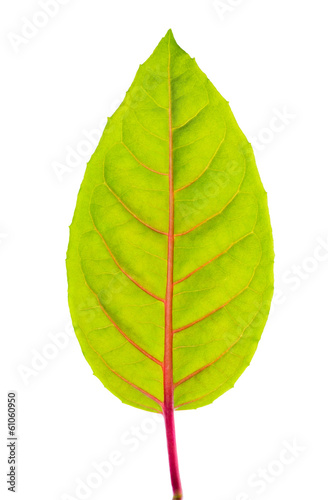 green leaf with red veins