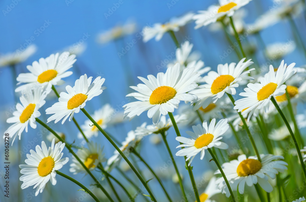 Beautiful daisies on a background of blue sky