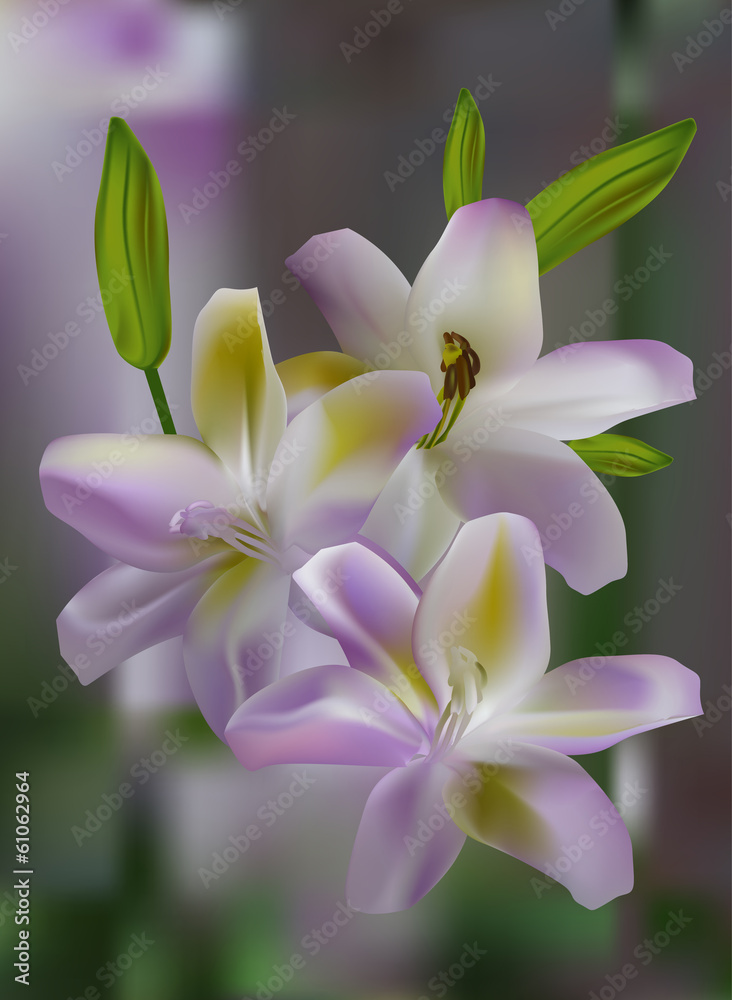 Fototapeta premium white and pink lily flowers on light background