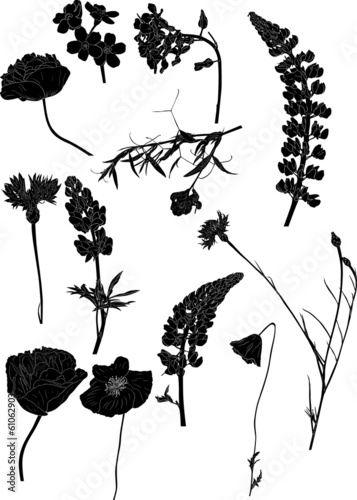 Fototapeta Naklejka Na Ścianę i Meble -  twelve isolated black wild flowers