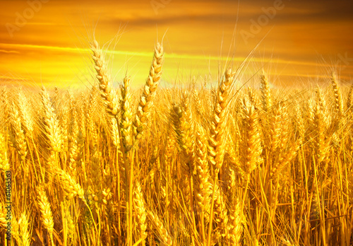 wheat field at the sunset