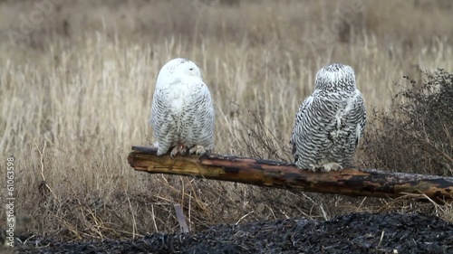 Snowy Owl 