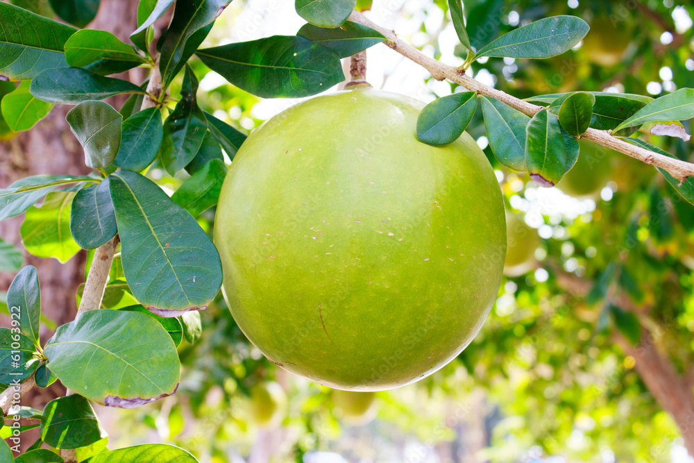 Calabash Tree and Fruit