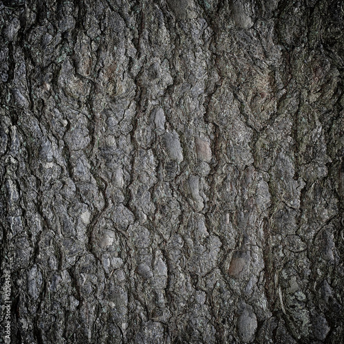 tree's bark