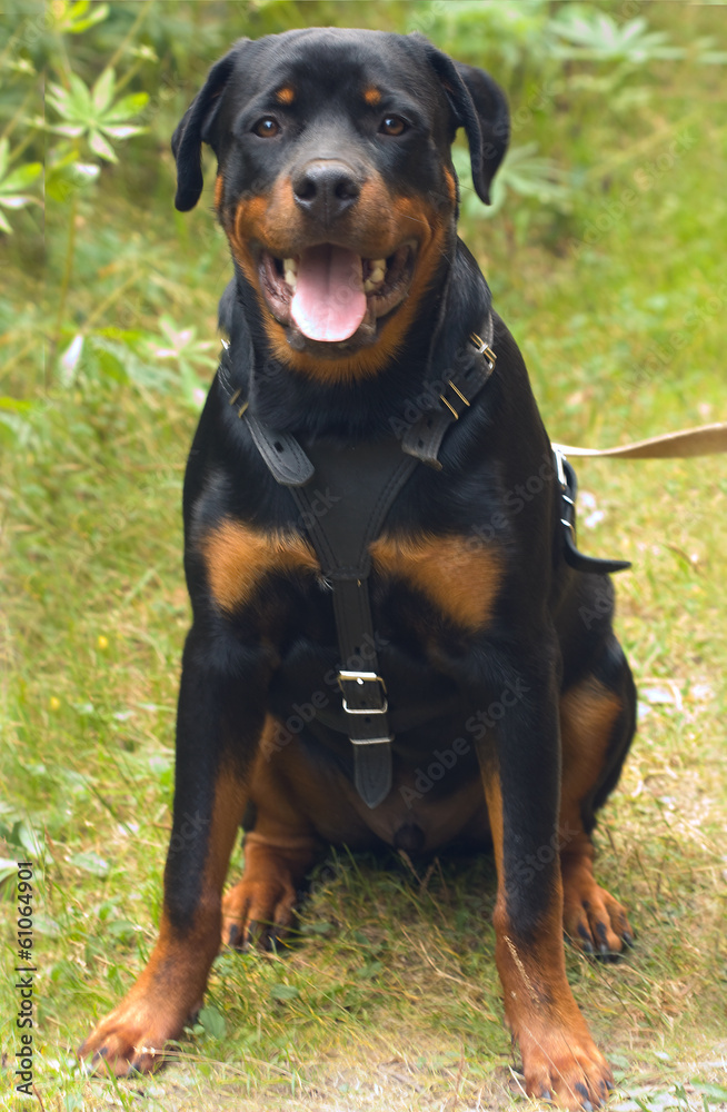 Rottweiler.