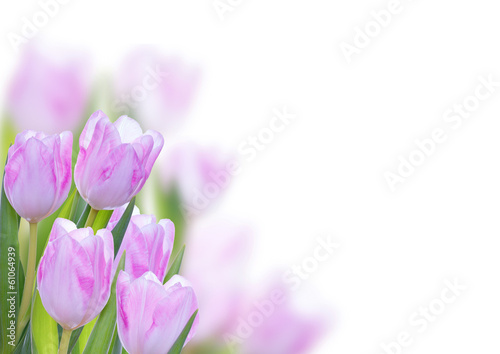 Tulip Background