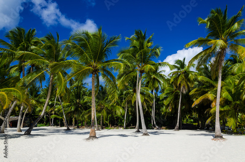 Exotic palm forest on a Caribbean beach