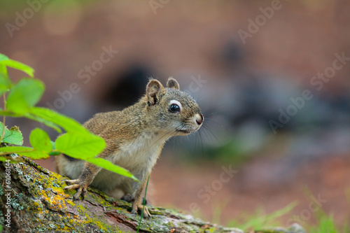 Squirrel © Galyna Andrushko
