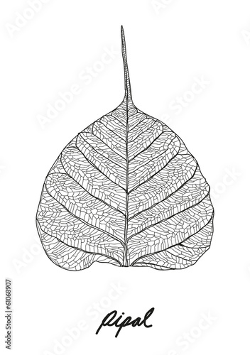 pipal leaf vector photo