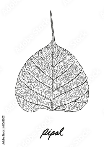 pipal leaf vector
