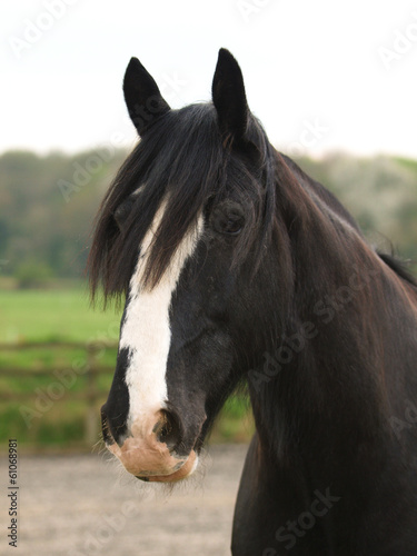 Shire Horse Head Shot © Nigel Baker