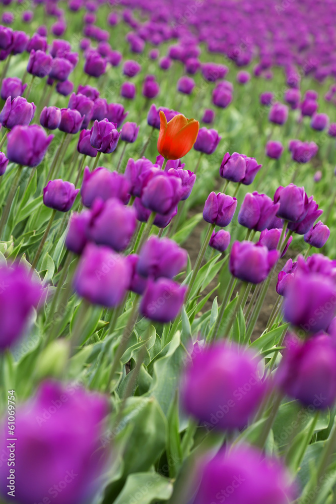 Obraz premium tulips