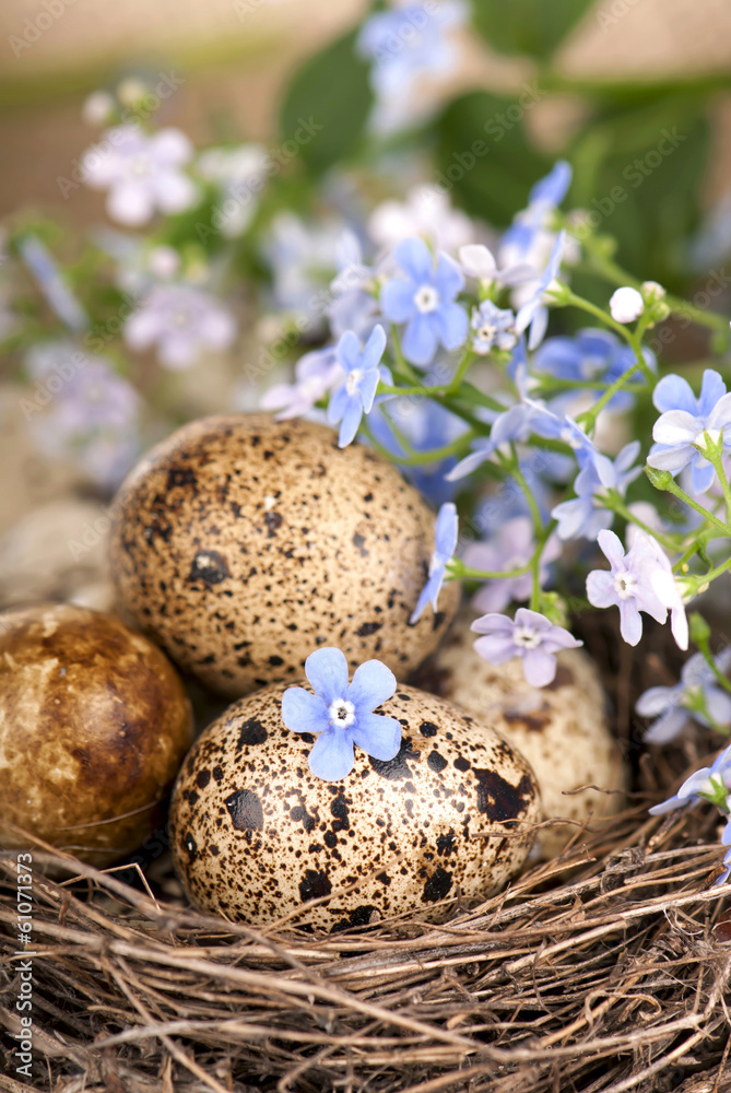 Obraz premium Quail eggs in a nest, forget-me-nots closeup