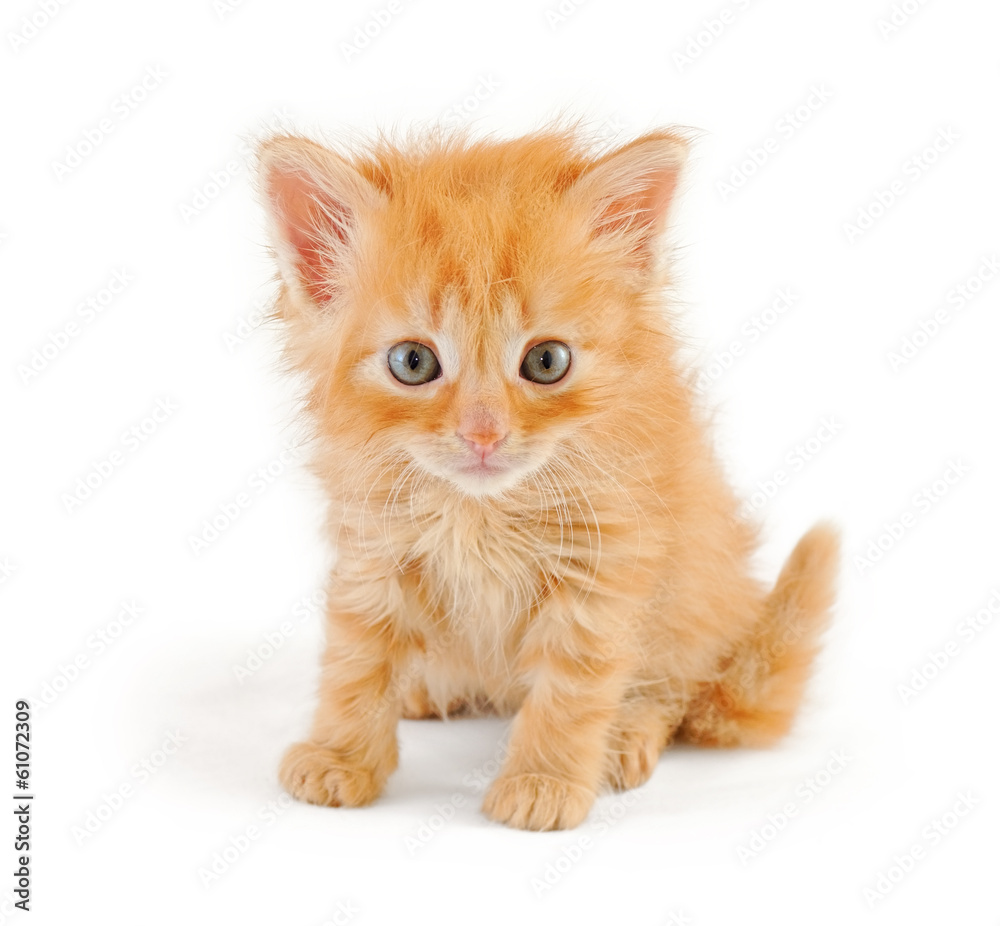 Obraz premium dishevelled red kitten