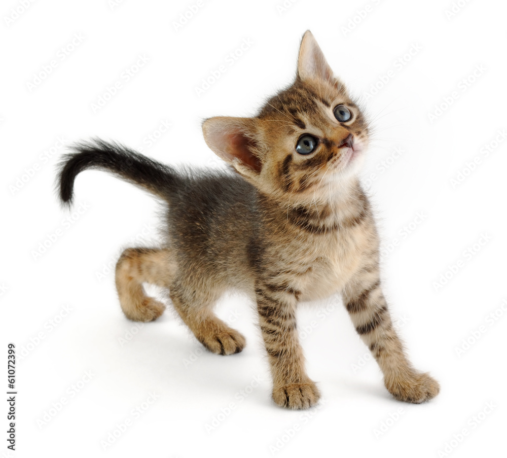 kitten looking up, very graceful kitten looking up, very graceful