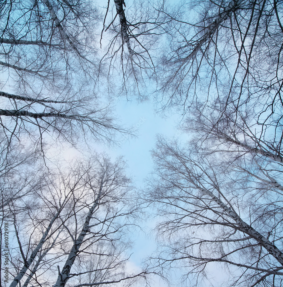 Trees Trees