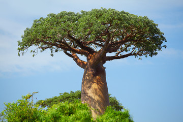 Leinwandbilder Baobab Einsamer Baobab in afrikanischer Savanne  © Dudarev Mikhail