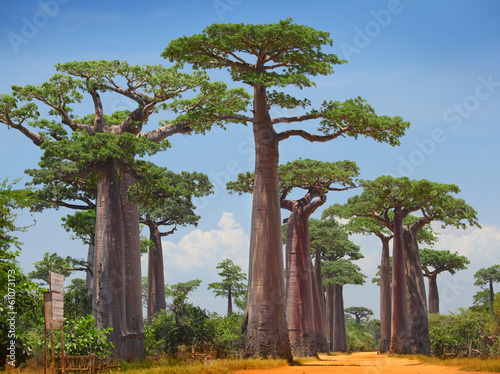 Obraz na plátne Baobab