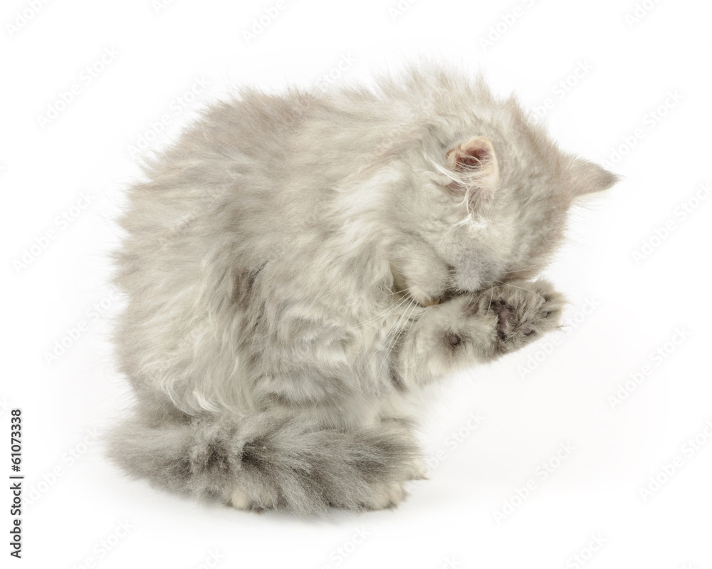 small fluffy kitten licking it's paw