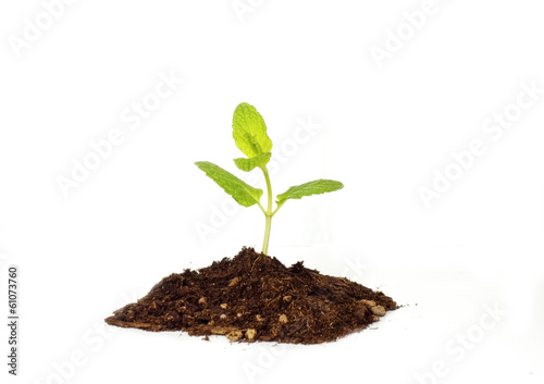 tiny baby plant birth and grow concept