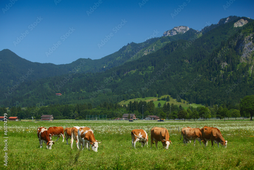 Cows grazing on a green Alpine meadow in a sunny day