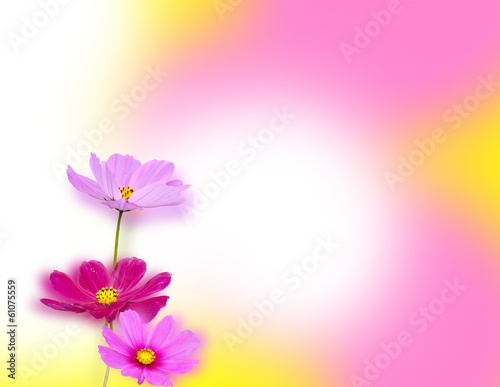 Flower cute background