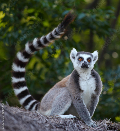 Madagascar