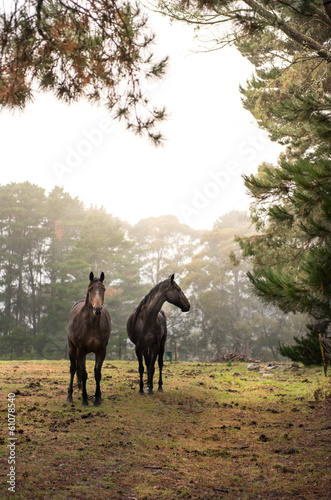 Horse in farm © leelakajonkij