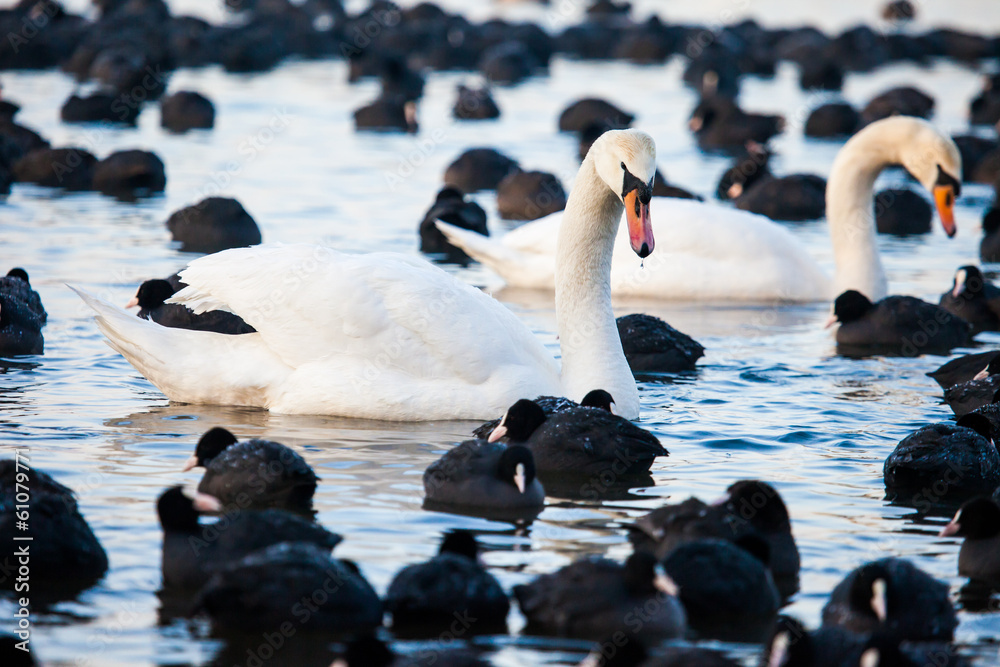 Fototapeta premium White swans on a lake, around many coots.
