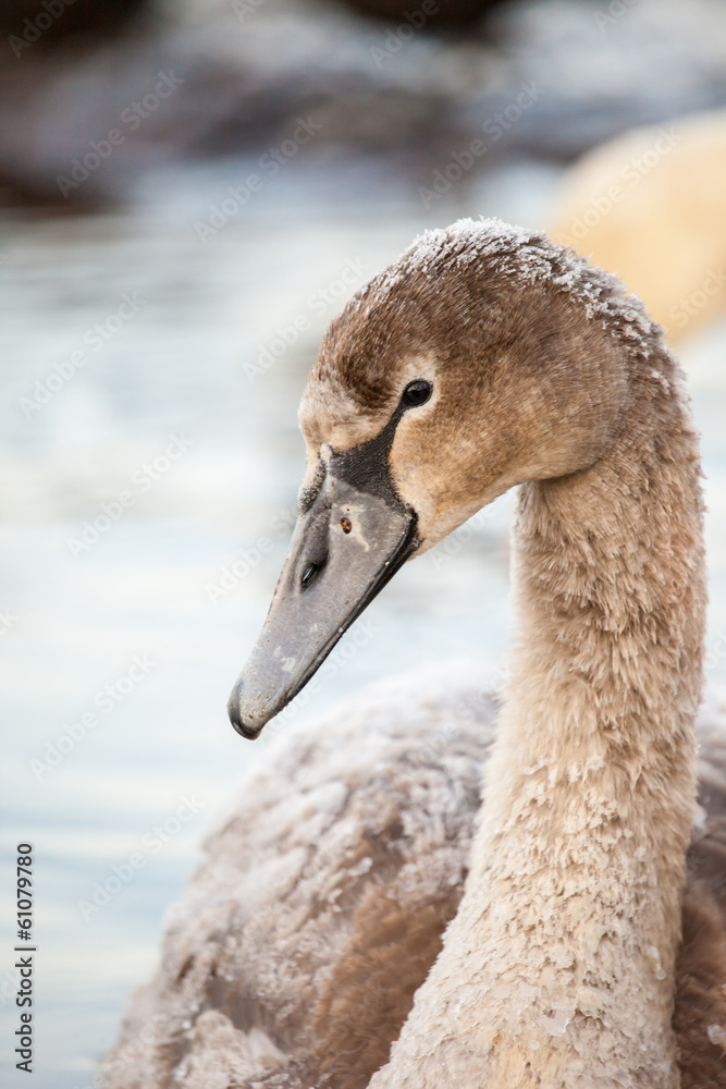 Portrait of a young swan, Poland,Pogoria lake.Winter time. Portrait of a young swan, Poland,Pogoria lake.Winter time.