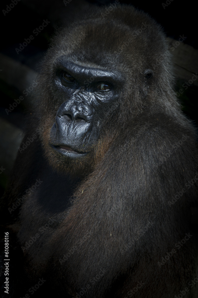 Fototapeta premium Gorilla