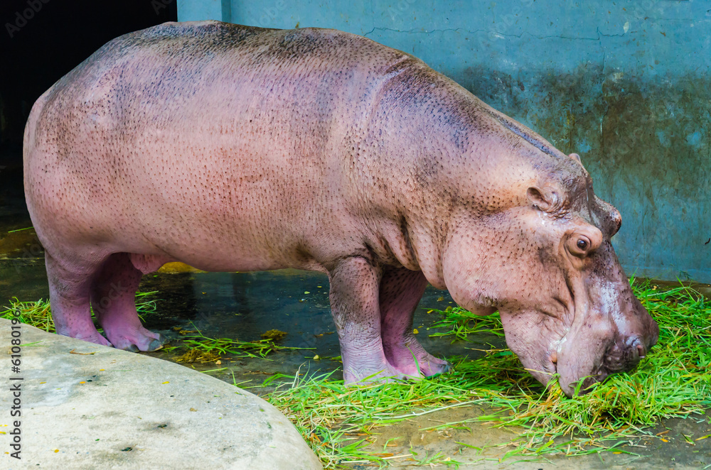 Hippo