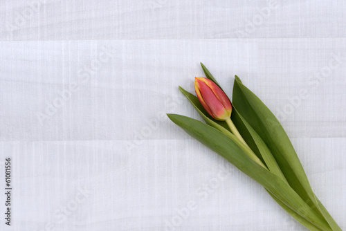 Tulpe