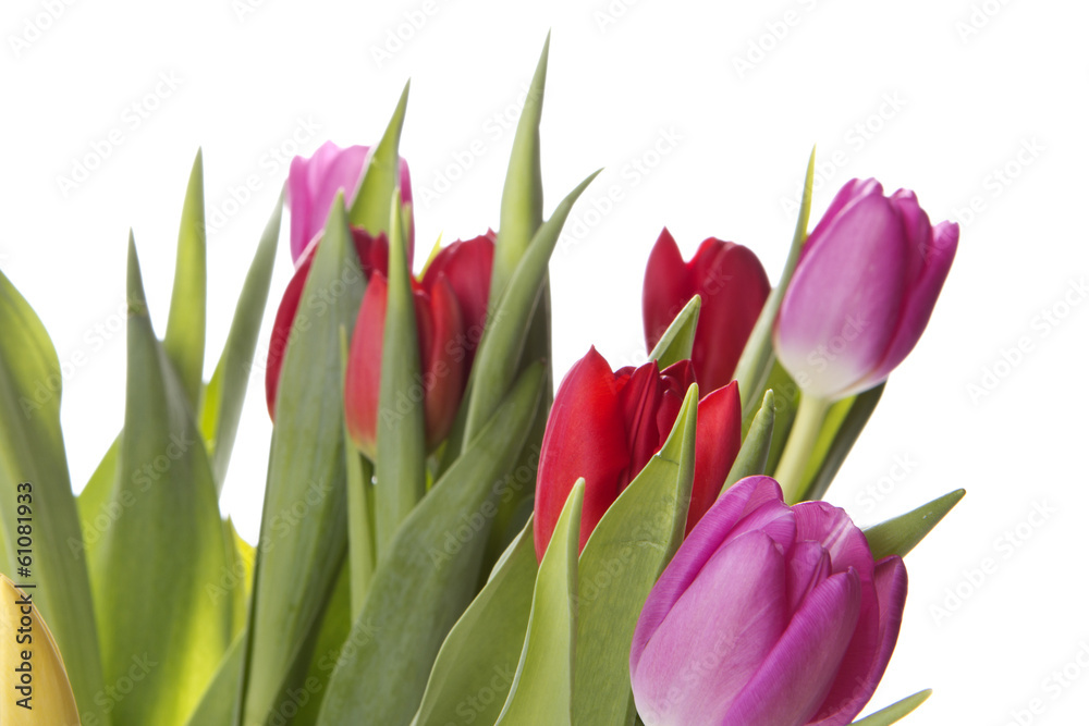Tulpen Tulpen