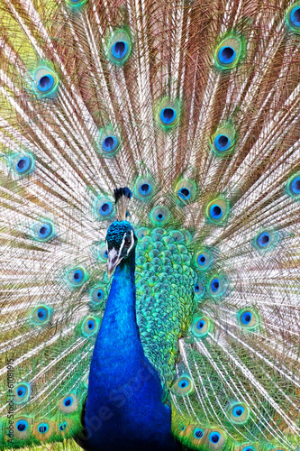 Peacock close-up background