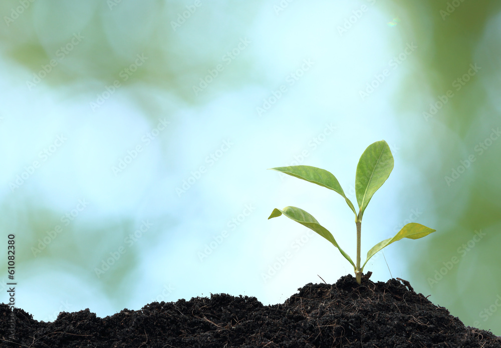 Fototapeta premium Tree plant grown