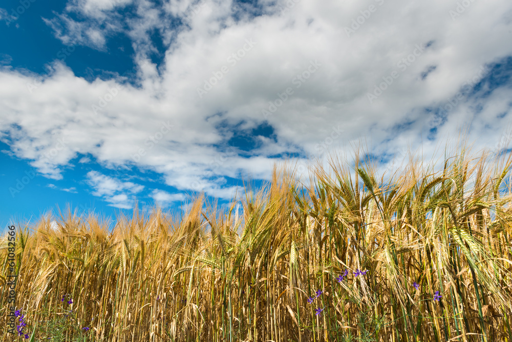 Obraz premium ripe wheat