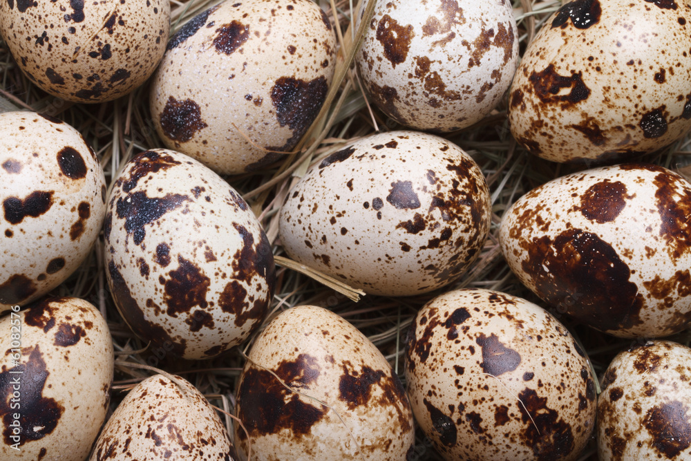 Background quail eggs in hay closeup. macro.