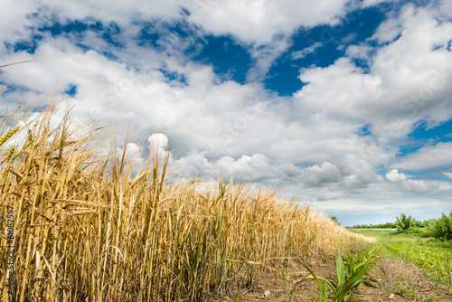 ripe wheat