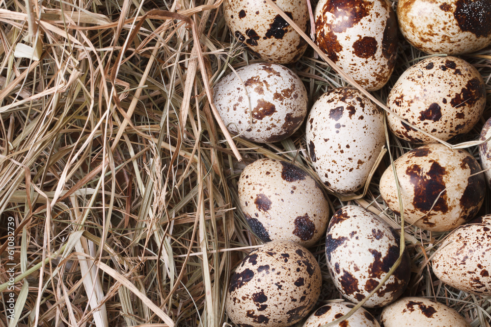 quail eggs on a hay closeup. macro. horizontal. quail eggs on a hay closeup. macro. horizontal.